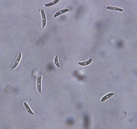 Conidia w/ Holes