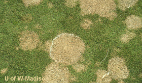 Stand Symptoms: circular grayish or straw colored blighted areas, after snow melt grayish white mycelium can be seen on the outer margins