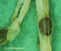HyphaeSclerotiaEmbeddedinLeafTissue