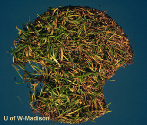 Pink Snow Mold Plant Symptoms PinkSnowMold_1