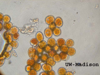 RustFungal