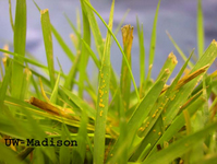 RustPlant