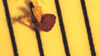 Sclerotia_of_T_incarnata