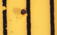 Sclerotia_of_T_ishikariensis