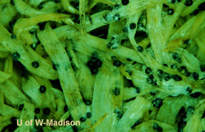 Fungal Signs: T. ishikariensis- small black sclerotia