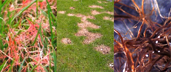 Lawn disease and dead grass.